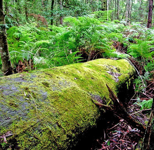 Fallen log covered in moss